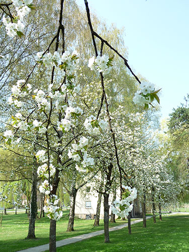 Kirschblüte Jakobushof